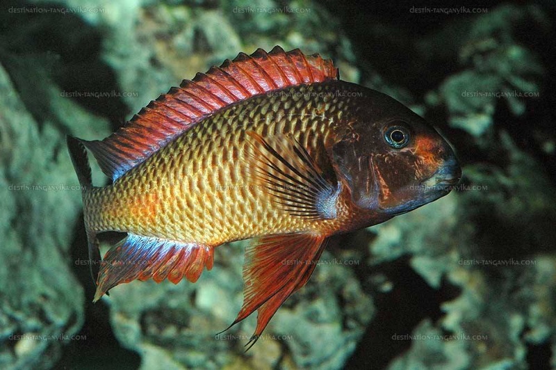 Tropheus sp. 'red' Cape Kachese